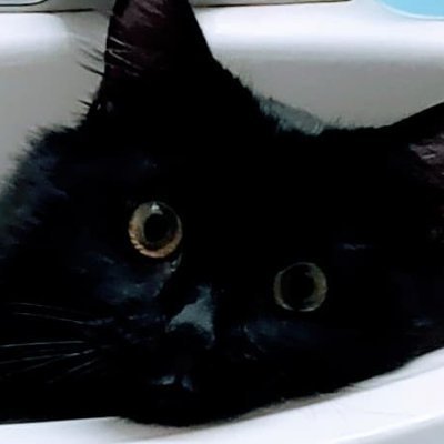 kingargyle's profile picture. 