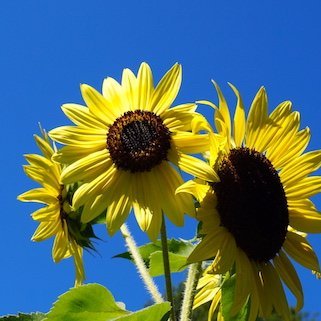 gamzyba's profile picture. Fighting entropy and stupidity. Science, Biology, Medicine. Scientist, part-time Prof.