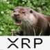 Loutre_Furtive (@loutre_furtive) Twitter profile photo Loutre_Furtive (@loutre_furtive) Twitter profile photo