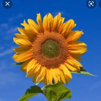 Linda Gillis Gentile (@kwajalinda) 's Twitter Profile Photo Linda Gillis Gentile (@kwajalinda) 's Twitter Profile Photo