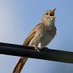 Bird News From Ukraine (@birdsukraine) Twitter profile photo Bird News From Ukraine (@birdsukraine) Twitter profile photo