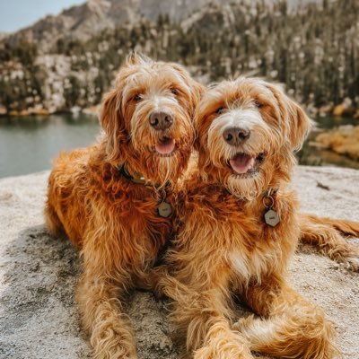 CHASE & RADO | Goofy F1 labradoodle brothers that love adventure!