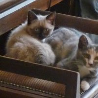 Radka Fahey (@radkafahey) 's Twitter Profile