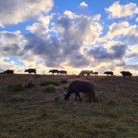 gezzogero (@gezzogero) 's Twitter Profile