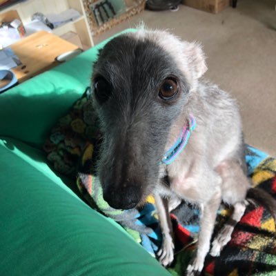 EJGrimmer's profile picture. Collections Manager of the Yorkshire Museum of Farming. @murtonpark Views are my own. She/Her