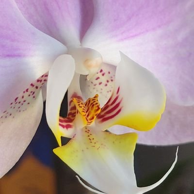 orchid_pixie's profile picture. 