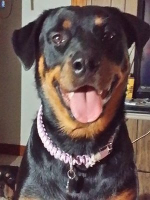 ptsdtrbl's profile picture. 