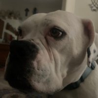 CerealDart (@cereal_dart) 's Twitter Profile