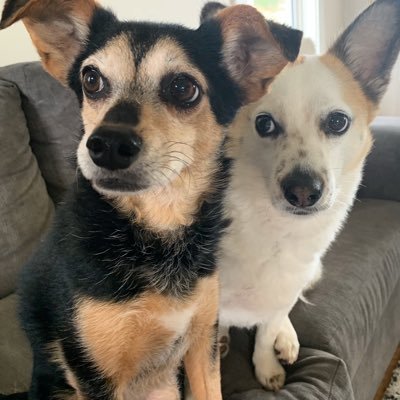 ashearsy4's profile picture. Father of four, dog dad, Project Manager, MBA