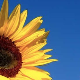 Donna12May's profile picture. IATSE
Believes in truth,consequences & women's rights
Historians, Comedians and Donnas get a follow
Vive La #Resistance! Biden/Harris, Red Sox. Vote Blue in 22