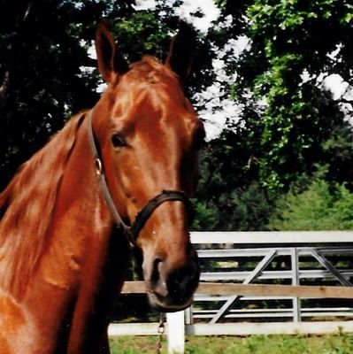 spudhorse's profile picture. 