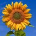 Lady Fiery#WeAreSoF**ked🇺🇦🌻💙😷🇪🇺⭐🕯#RejoinEU (@firehorsep) Twitter profile photo Lady Fiery#WeAreSoF**ked🇺🇦🌻💙😷🇪🇺⭐🕯#RejoinEU (@firehorsep) Twitter profile photo