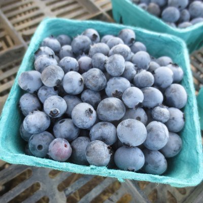 Tasty blueberries are beautiful, healthy globes of happiness.
Enjoy the goodness!