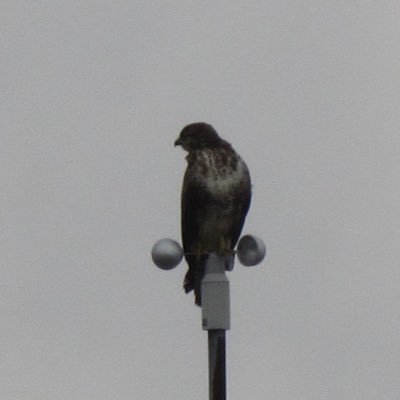 Rumpellotte12's profile picture. sozial und Demokrat, gebe Ausländerhass keine Chance, niemals AfD, selbstständiger IT Fachmann, Diplom-Elektrotechnik, zuallererst EU-Bürger