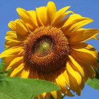 diane wheatley (@dianedidi15) 's Twitter Profile