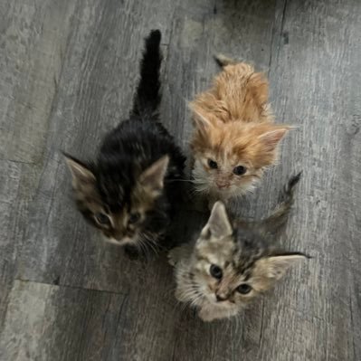 paequinerescue's profile picture. Pennsylvania Equine Rescue & Retirement Foundation ~ Save A Horse - Be Their Voice