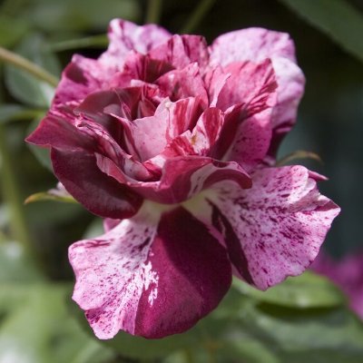 If I EVER lose the ability to sing, please pull the plug. Profile picture is my favorite rose Purple Dragon second favorite Plum perfect! Just saying.