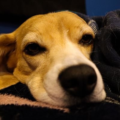 maggie__beagle's profile picture. 🐶 5 y/o beagle
👤 Owner: @zzbenderi
⚠️ Unofficial page
📷 I'm on Instagram - @ maggie._beagle