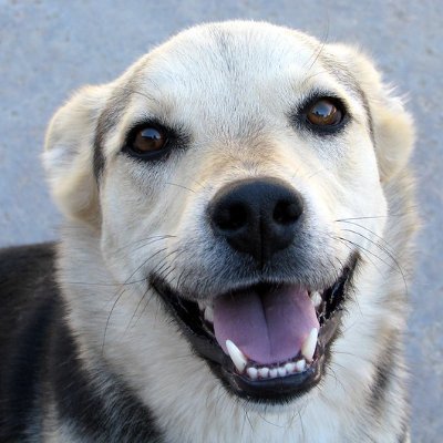 One_Happy_Dog's profile picture. 