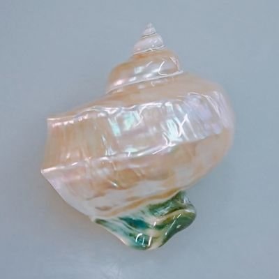 ShellcraftH's profile picture. 