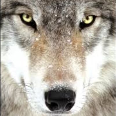 here_isGina's profile picture. Sometimes the lamb turns into a wolf. I'm @soundstruthful, patriot, mother, immigrant. LE & Military 🇺🇸 Trump 2024. No DMs.