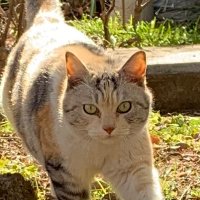 atton (@attonpc) 's Twitter Profile