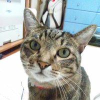 にいな@線維筋痛症 (@ageha_ageha215) Twitter profile photo