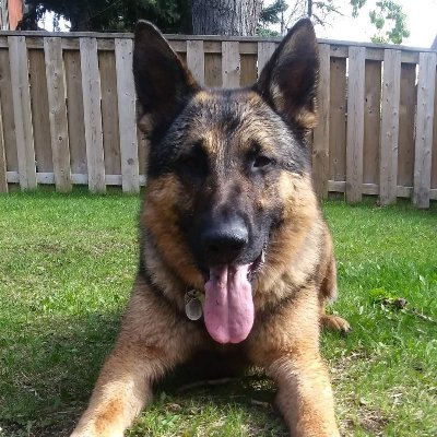 icidas1's profile picture. 