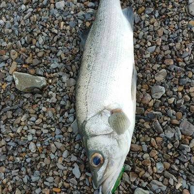 ウェーディングマン🎣
元々興味があったキャンプ始めました
ボートレースの遠征してるけど、お久しぶりに釣りもするで!