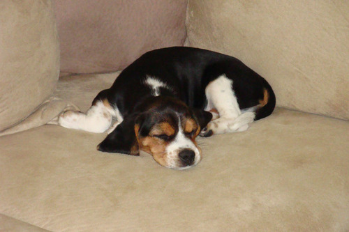 thelovemutt's profile picture. I just want to help animals. I cry every day upon reading stories of abuse and neglect. I am reaching out for help so that in turn I can be of greater service!