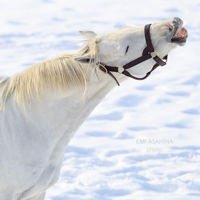 UMASHIKAKATAN's profile picture. 最近ウマ娘にハマった未成年！！🐴                               
リアル競馬にもハマってしまった！！🐴                           
ひたすら中継見て叫んでる初心者です🥰                        
20歳になりたい。完全なる自己満垢です。