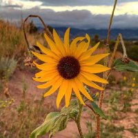 LK Warner (@lkwarner61) 's Twitter Profile
