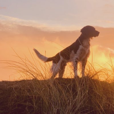 kimsfotografie's profile picture. Lifestyle fotograaf voor particuliere & zakelijke markt. Generalist & Social Butterfly. Brabants bourgondisch & moeder van drie woest aantrekkelijk jongens.