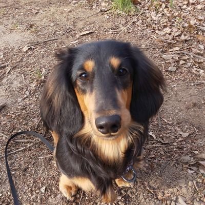 combpapa_com's profile picture. 2021年4月22日生まれ
ミニチュアダックス
名前:コンブ ♂️
いろんなものに興味があって、いろんなことにチャレンジしてみたい。
明るくて朗らかなワンコライフを共有出来たら嬉しいです💓💓💓💓
#ミニチュアダックス #コンブ #犬好きさんと繋がりたい #犬の居る暮らし #無言フォロー失礼します