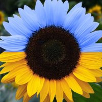 Iain Fuller (@iafuller) 's Twitter Profile