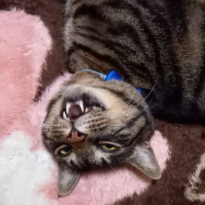 しま縞柄のおしま(ФωФ)ともうします
体重8キロ越の大物😊
最近はかあちゃんベッタリのあまえっこになりました
無言フォロー失礼しますm(__)m
いきなりDMはご遠慮ください
びっくりします😲