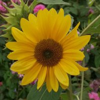 janet wiggins (@jfigaro5) 's Twitter Profile