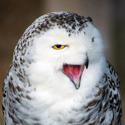 beagle1820's profile picture. 