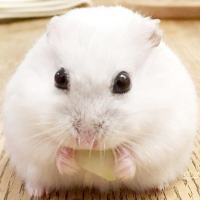 しろまる (@shiromaru_haiji) 's Twitter Profile Photo しろまる (@shiromaru_haiji) 's Twitter Profile Photo