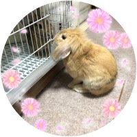 ミミマロン (@nobu4627) 's Twitter Profile