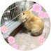 ミミマロン (@nobu4627) Twitter profile photo ミミマロン (@nobu4627) Twitter profile photo
