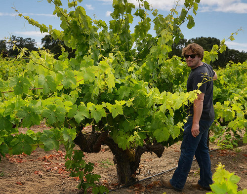 Winemaker/Owner of Bedrock Wine Co.. Lover of California's viticultural antiquity.