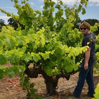 MorganTwainPetersonMW (@bedrockwineco) 's Twitter Profile