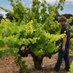 MorganTwainPetersonMW (@bedrockwineco) Twitter profile photo MorganTwainPetersonMW (@bedrockwineco) Twitter profile photo