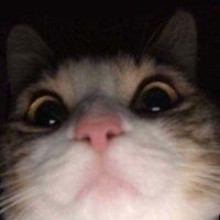 ๐ข๐จ๐ญ๐พ๐๐ (@c6neko_) 's Twitter Profile Photo ๐ข๐จ๐ญ๐พ๐๐ (@c6neko_) 's Twitter Profile Photo