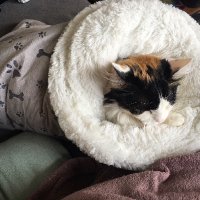 Max (@alphatis_max) 's Twitter Profile