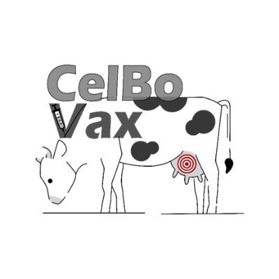 CelBoVax has the ambition of proposing novel approaches to modulate cattle cell-mediated immunity. Funding: ANR, France. Coordination: Rodrigo P Martins (INRAE)