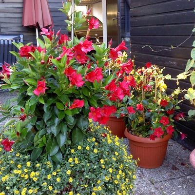 LKn2704's profile picture. Fahrrad