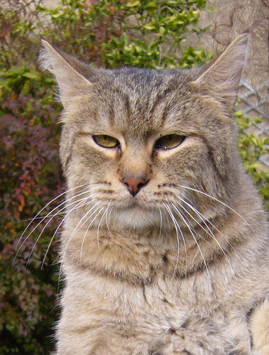 SchmuckTheCat's profile picture. I'm da king of cats. my human tours wif bands. I eat Whiskas & fish. It's believed I fathered 112 kittehs. Katy Perry iz my stepmomma