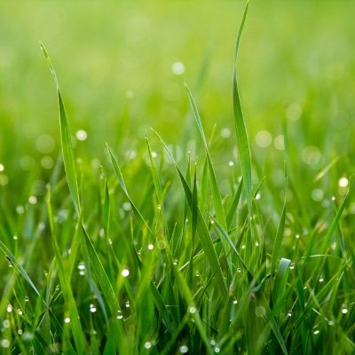 The_Weed_Killer's profile picture. Killing weeds 24/7